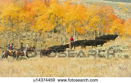 Horseback riders herding cattle View Large Photo Image Stock Photo - Horseback riders herding cattle. Fotosearch