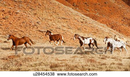 Horses running View Large Photo Image Stock Photo - Horses running. Fotosearch