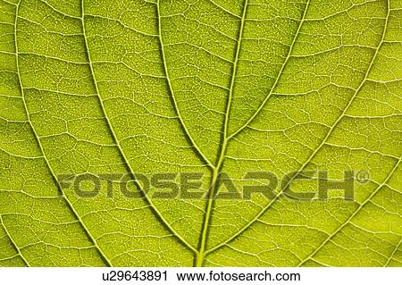 Stock Image - Leaf. Fotosearch