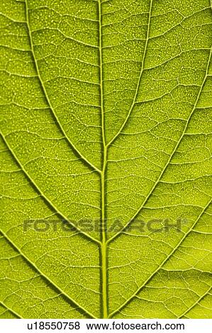 Stock Photo - Leaf. Fotosearch