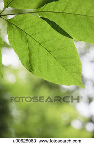 Stock Image - Leaves in sunlight. Fotosearch