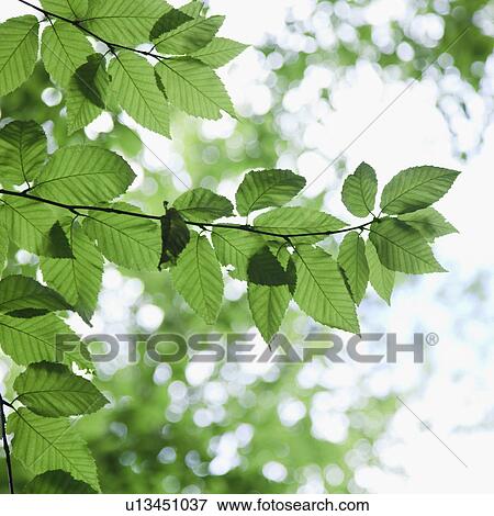 Leaves in sunlight View Large Photo Image Stock Photo - Leaves in sunlight. Fotosearch