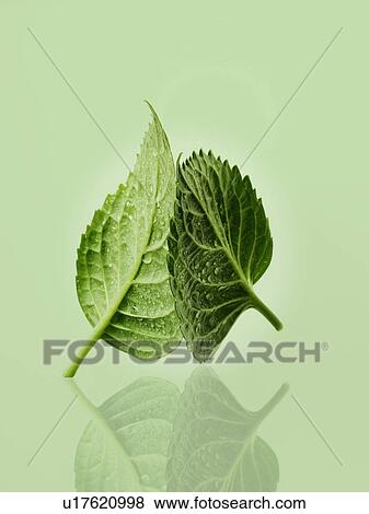 Stock Photo - Leaves. Fotosearch