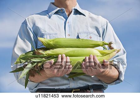 Stock Image - Man holding cobs of corn. Fotosearch