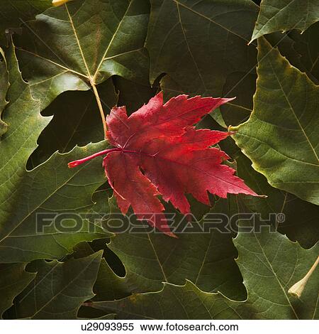 Stock Photography - Maple Leaf on top of sycamore leaves. Fotosearch