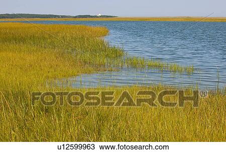 Stock Image - Marsh. Fotosearch