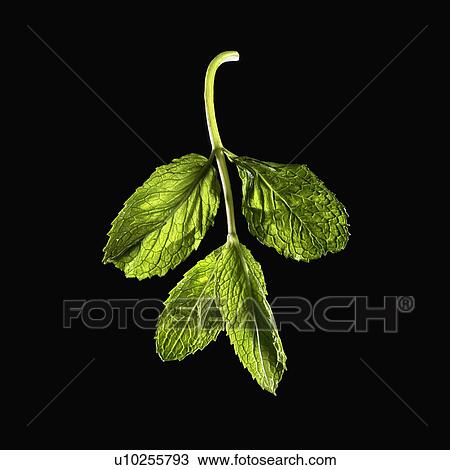 Mint leaves View Large Photo Image Stock Image - Mint leaves. Fotosearch