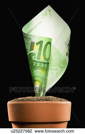 Money Plant View Large Photo Image Stock Image - Money Plant. Fotosearch