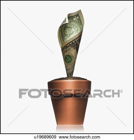 Stock Photo - Money plant. Fotosearch