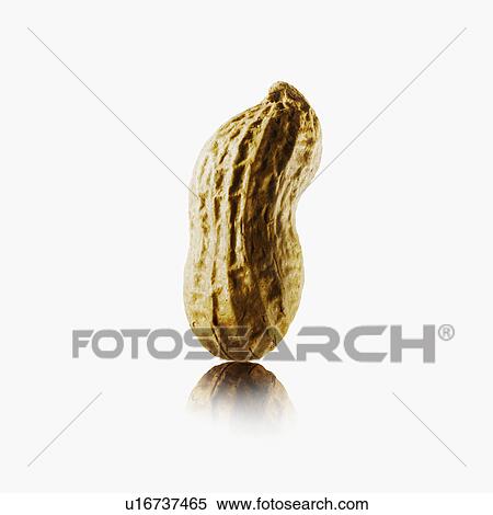 Stock Photography - Peanut. Fotosearch