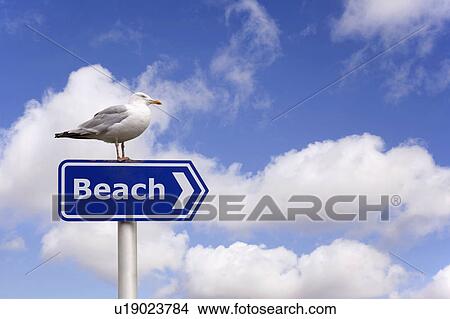 Picture - Pigeon standing on beach sign. Fotosearch