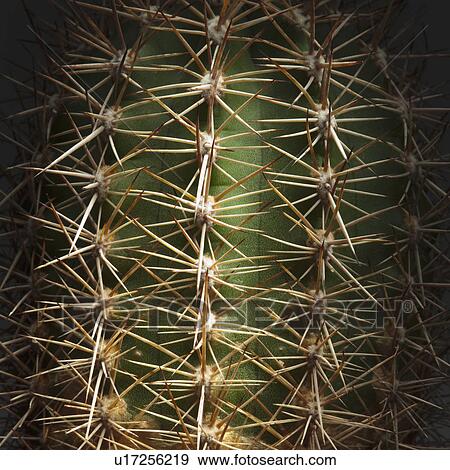 Stock Photo - Prickly thorns on cactus. Fotosearch