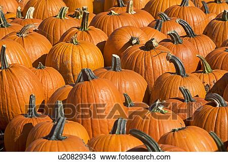 Pumpkins View Large Photo Image Stock Image - Pumpkins. Fotosearch