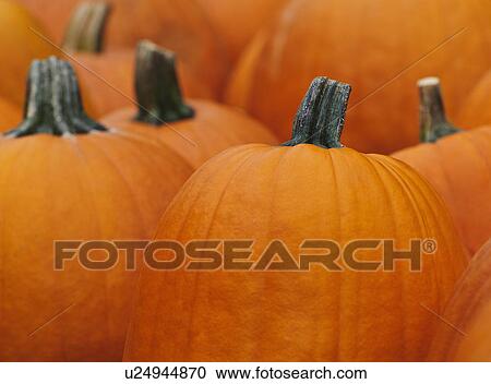 Pumpkins View Large Photo Image Stock Image - Pumpkins. Fotosearch