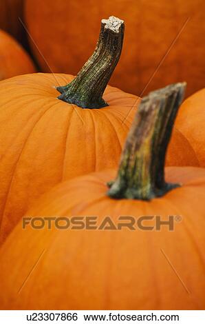 Stock Photograph - Pumpkins. Fotosearch