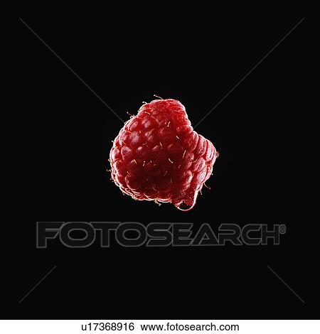 Stock Photograph - Rasberry. Fotosearch