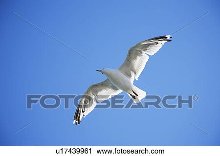 Seagull soaring View Large Photo Image Stock Image - Seagull soaring. Fotosearch