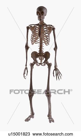 Stock Image - Skeleton. Fotosearch