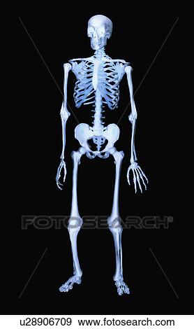 Stock Photo - Skeleton. Fotosearch