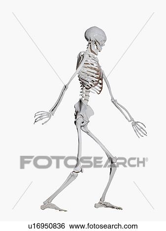 Stock Photograph - Skeleton. Fotosearch