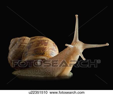 Snail and reflection View Large Photo Image Stock Image - Snail and reflection. Fotosearch