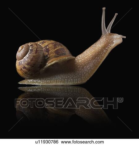 Snail and reflection View Large Photo Image Stock Photograph - Snail and reflection. Fotosearch