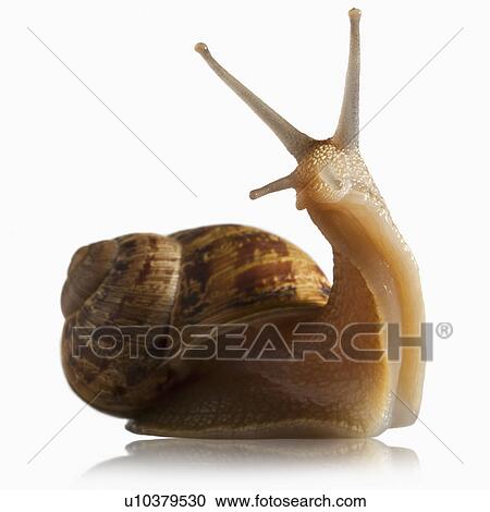 Snail out of shell View Large Photo Image Stock Image - Snail out of shell. Fotosearch