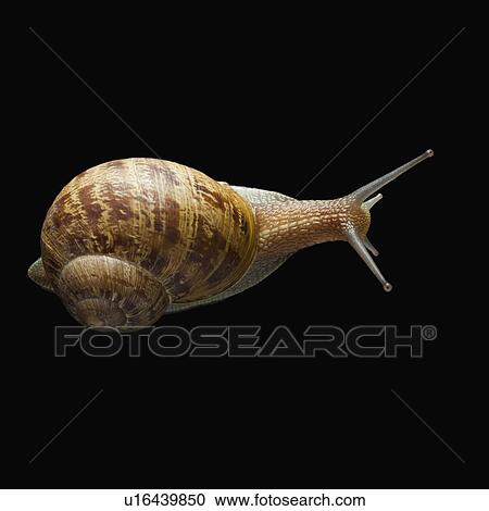 Snail with head out of shell View Large Photo Image Stock Image - Snail with head out of shell. Fotosearch