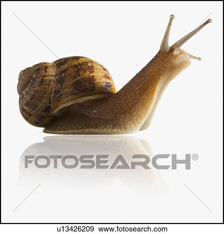 Snail with head out of shell View Large Photo Image Stock Photo - Snail with head out of shell. Fotosearch