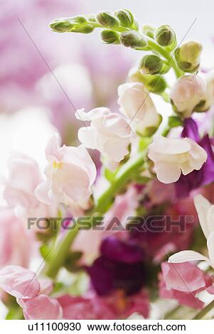 Stock Image - Snapdragons. Fotosearch