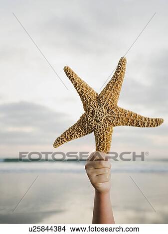 Picture - Starfish in hand. Fotosearch