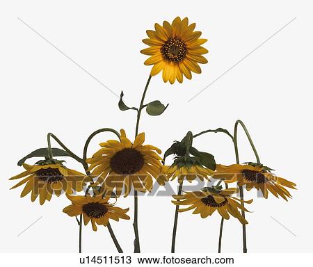 Sunflower View Large Photo Image Stock Image - Sunflower. Fotosearch