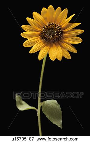 Stock Photo - Sunflower. Fotosearch
