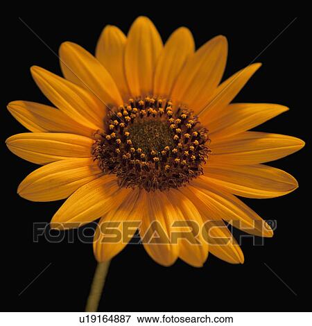 Stock Photo - Sunflower. Fotosearch