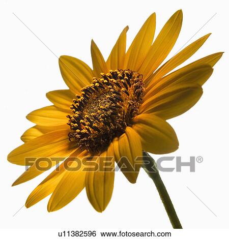 Sunflowers View Large Photo Image Stock Photograph - Sunflowers. Fotosearch