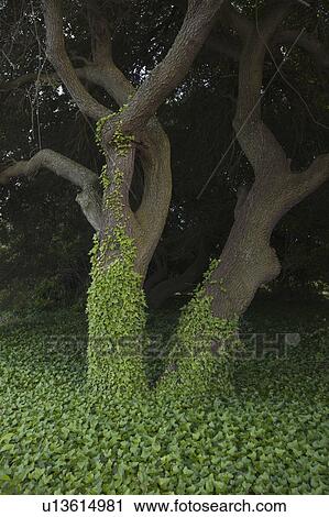 Stock Image - Tree covered in ivy. Fotosearch