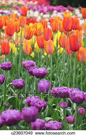 Stock Photo - Tulips. Fotosearch