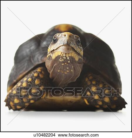 Turtle View Large Photo Image Picture - Turtle. Fotosearch