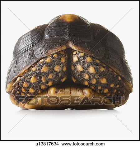 Picture - Turtle. Fotosearch