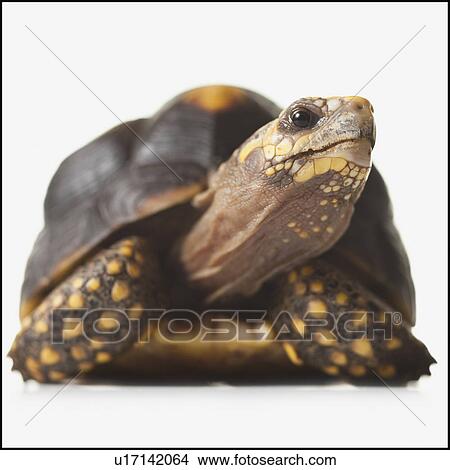 Turtle View Large Photo Image Picture - Turtle. Fotosearch