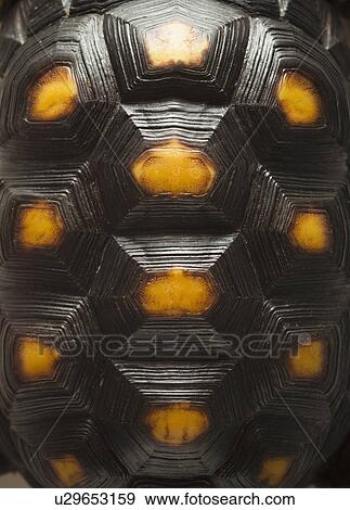 Turtle shell View Large Photo Image Stock Photo - Turtle shell. Fotosearch