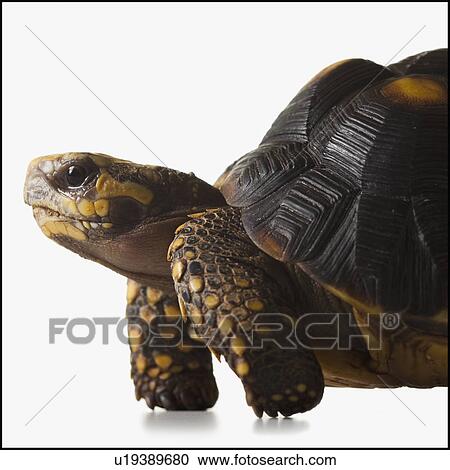 Turtle View Large Photo Image Stock Image - Turtle. Fotosearch