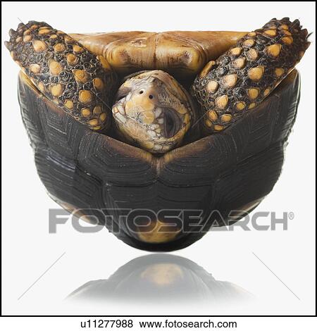Stock Photo - Turtle. Fotosearch
