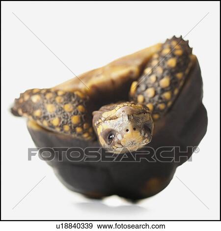 Stock Photo - Turtle. Fotosearch