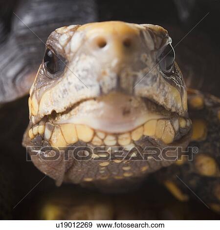 Stock Photo - Turtle. Fotosearch