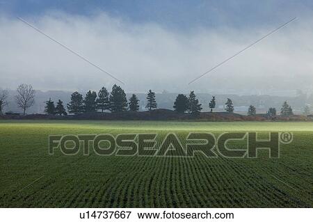 Stock Photo - Wheat field. Fotosearch