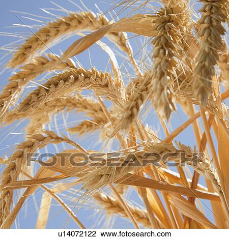 Wheat View Large Photo Image Stock Image - Wheat. Fotosearch