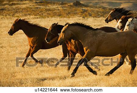 Picture - Wild horses. Fotosearch