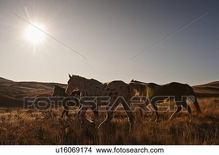 Picture - Wild horses. Fotosearch