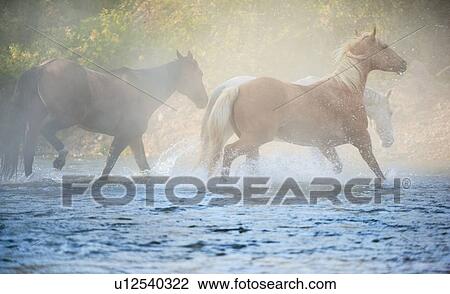 Stock Image - Wild horses running through water. Fotosearch